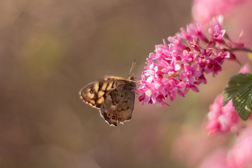 The variegated sand moth on a butterfly bush by Shot By DiVa