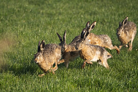 Rattling Hares by Pieter Ludema
