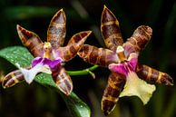 Orchidee von Adriaan Westra Miniaturansicht