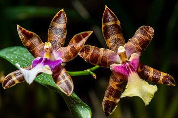 Orchidee von Adriaan Westra