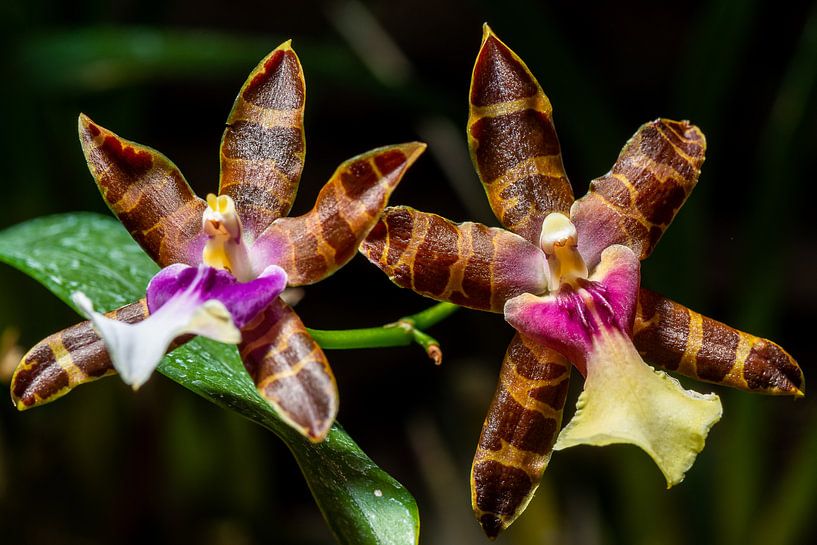 Orchidee von Adriaan Westra