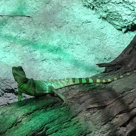 Reptile 5 sur tania mol