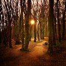 Sonnenaufgang im Gespensterwald von Heike Hultsch Miniaturansicht