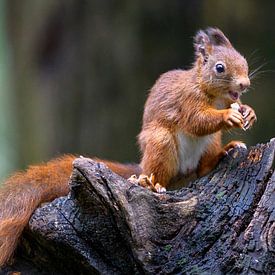 Écureuil dans la forêt sur Henk Verstraaten