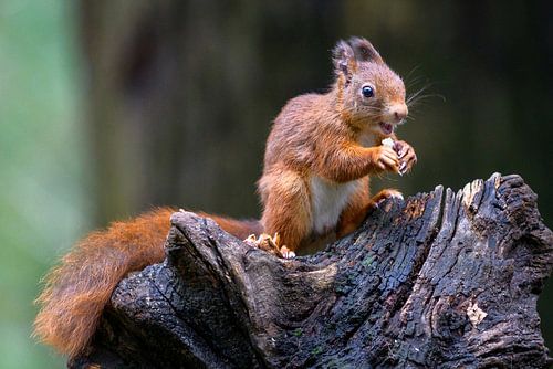 Écureuil dans la forêt sur Henk Verstraaten