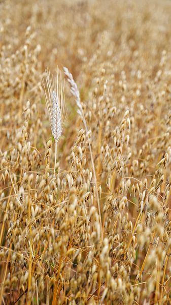 3 types de céréales par Vera Zuur