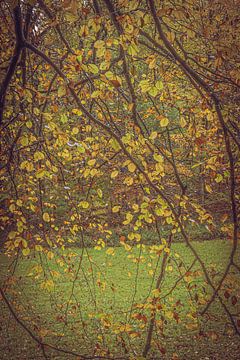 La toile des branches et des feuilles sur Robby's fotografie