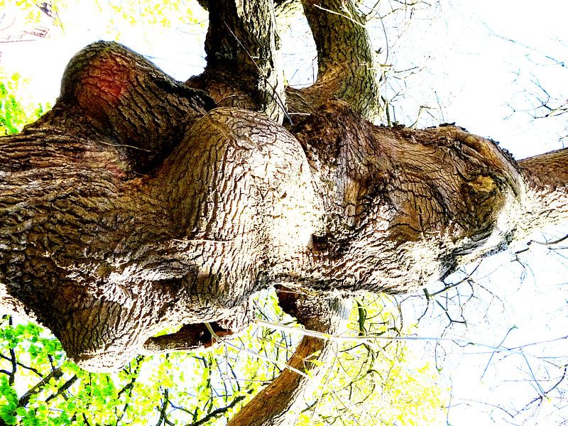 Tree Magic 126 von MoArt (Maurice Heuts)