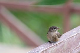 Huiswinterkoning Costa Rica 2