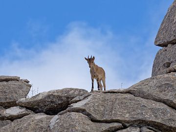 Wild Ibex (ibex) in Andalusia - Torcal de Antequera by BHotography