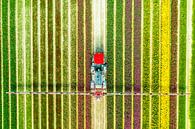 Landbouw onkruidspuiter in een tulpenveld van Sjoerd van der Wal Fotografie thumbnail