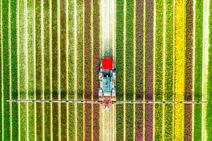 Landwirtschaftliches Unkrautspritzgerät in einem Tulpenfeld