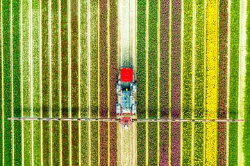 Landbouw onkruidspuiter in een tulpenveld