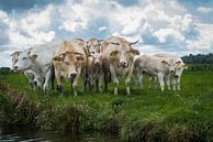 Koeien 2 van Johan Vet thumbnail
