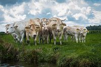 Cows 2
