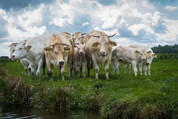 Cows 2 by Johan Vet