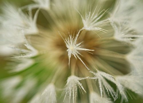 Paardenbloem parachute abstract