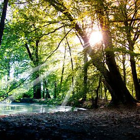 De ondergaande zon in het bos von Hanneke van Buuren