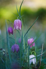 Fleurs de l'œillet des champs sur Thijs Friederich