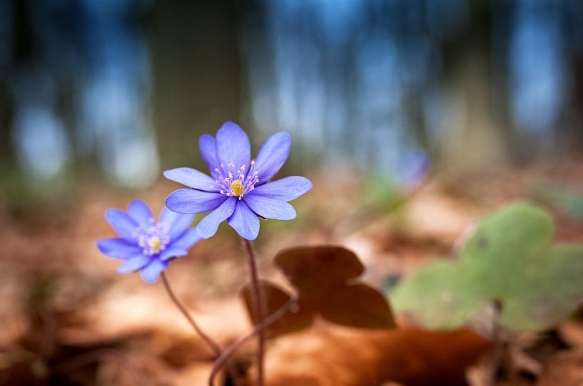 Liverwort by Kurt Krause