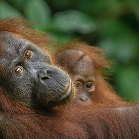 Orang-oetan moeder met kind van Richard Guijt Photography