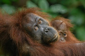 Orangutan mother and child