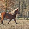 In galop van ArtelierGerdah