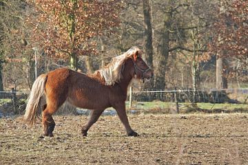 In galop van ArtelierGerdah