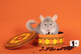 un chinchilla gris mignon est assis dans une boîte à biscuits et mange un raisin sur Leoniek van der Vliet