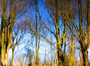 Tree Magic 79