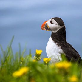 Fraaie IJslandse Papegaaiduiker omringd door bloemen van Roelof Nijholt