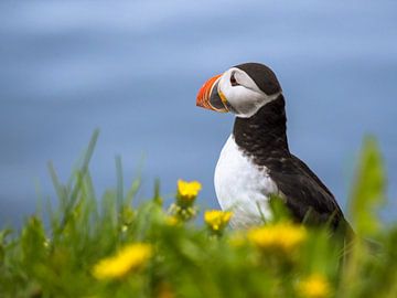 Fraaie IJslandse Papegaaiduiker omringd door bloemen van Roelof Nijholt