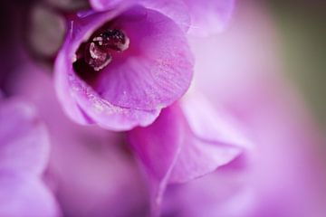 Paarse bloem van Lonneke Prins