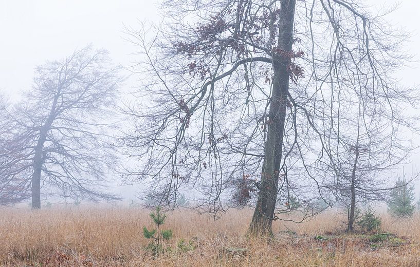 Dwingelderveld - Drenthe (Netherlands) by Marcel Kerdijk