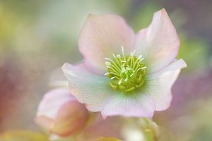 Helleborus dreams.....