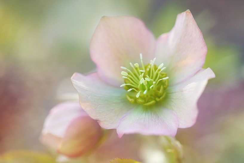 Helleborus dreams..... par LHJB Photography