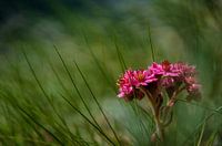 Wildblumen