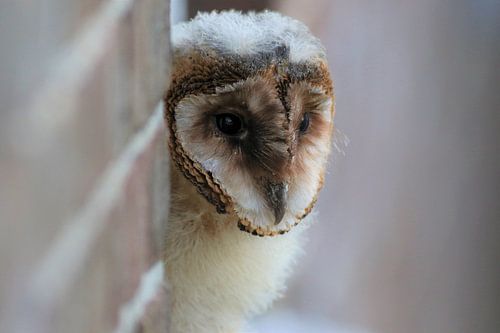 Young owl with a nice perspective