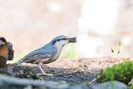 Sittelle dans la forêt. sur Merijn Loch