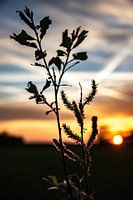 Sunset Markelo.