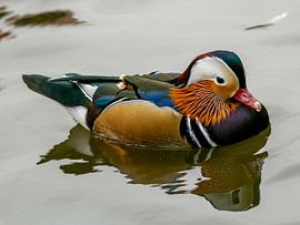 bunte Mandarinenente von Ragonda Mol