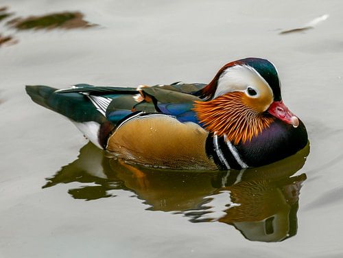 kleurige mandarijn eend