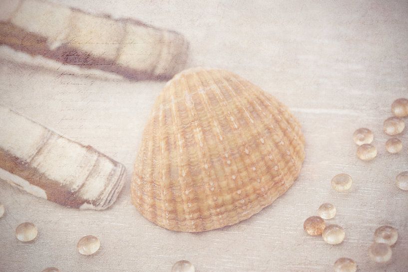 Muscheln. von LHJB Photography