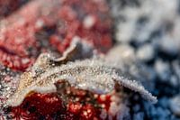 Ice crystals on foliage