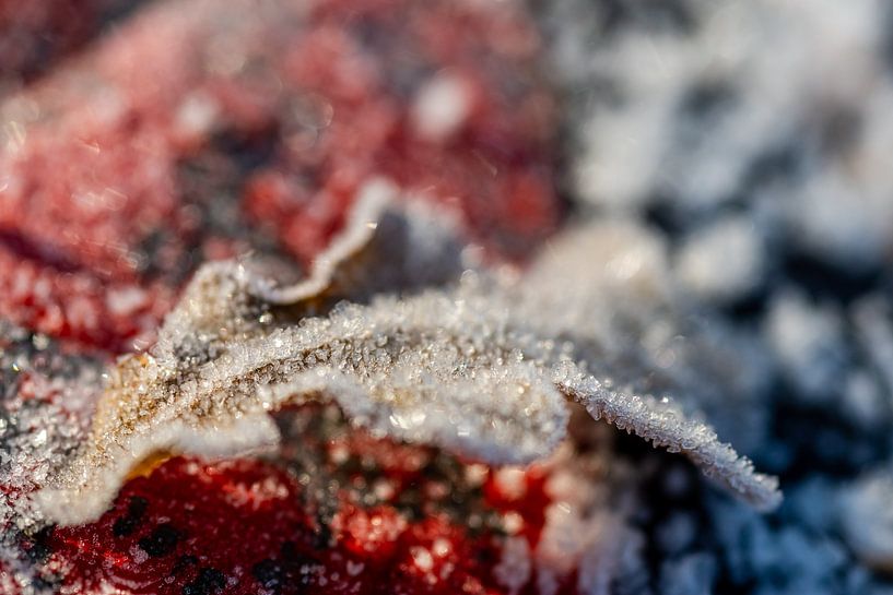 Eiskristalle auf Laub von Felix Marx