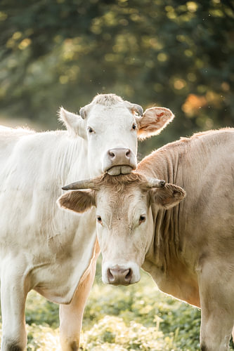 Des vaches dans la lumière chaude d'un contre-jour, dans une tendre communion