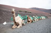 Dromedarissen op Lanzarote van Ramona Stravers thumbnail