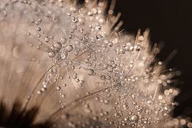 Wassertropfen auf dem Flaum eines Löwenzahns von Marjolijn van den Berg