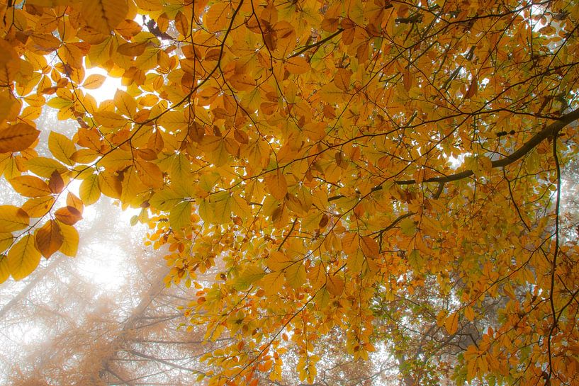 Ein Dach über dem Kopf aus Herbstlaub von Margreet Piek