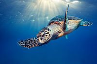 Submerged